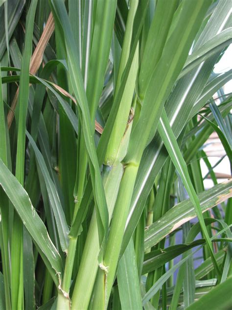 Fodder Crops With Name
