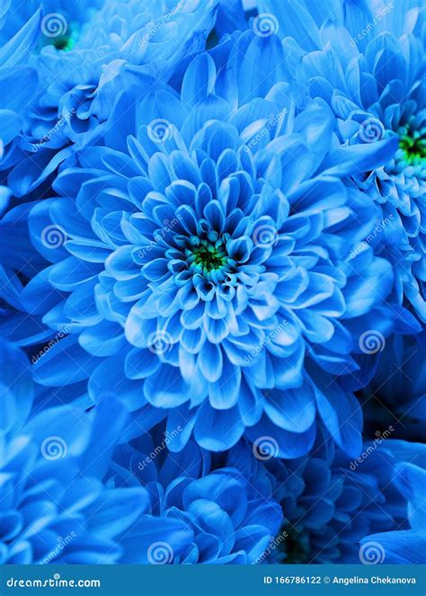 Beautiful Flowers Blue Chrysanthemums Close Up View Stock Photo Image