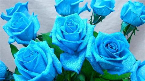 Blue Roses Wallpaper 1600x900 66285