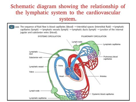 4lymphatic System