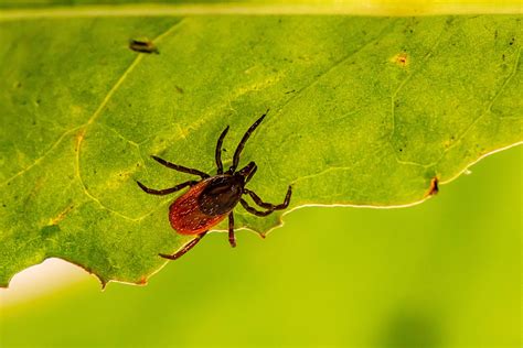 Cases Of Rare Deadly Tickborne Disease Explode In Cny