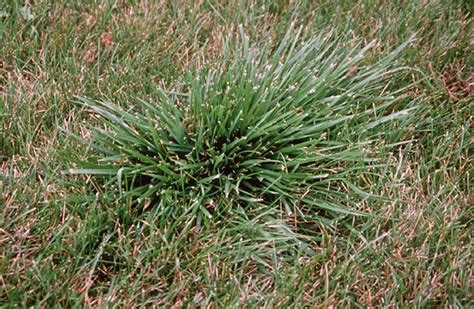 Common Lawn Weed Grass Identification Sexiz Pix