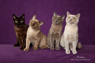 According to cat fancier's association, each burmese color comes with its own breed standard. About Burmese - EVITA TRADITIONAL BURMESE