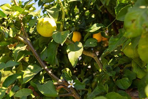 Meyer Lemon Tree Plant Care And Growing Guide