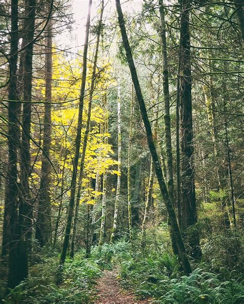 Woodland Art Print Pacific Northwest Forest Photography Etsy