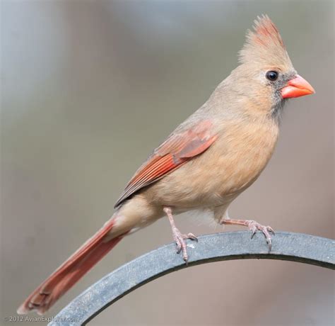 Avian Explorer Blog Archive Female Northern Cardinal