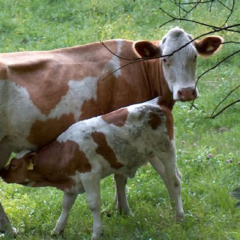Jasmine Harman Explains What The Dairy Industry Does To Baby Cows