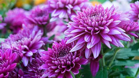 Growing Chrysanthemum Learn How To Plant And Care For Mums