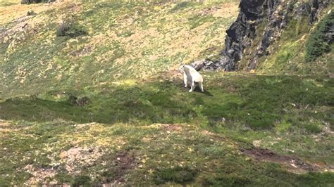 Mt Mcginnis Eagle Attacking A Full Grown Mountain Goat Youtube