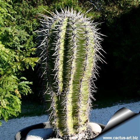They may live up to around 150 years or even more. Carnegia gigantea