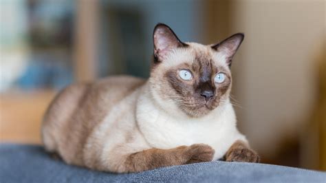 The 7 Best Cat Breeds With The Most Personality