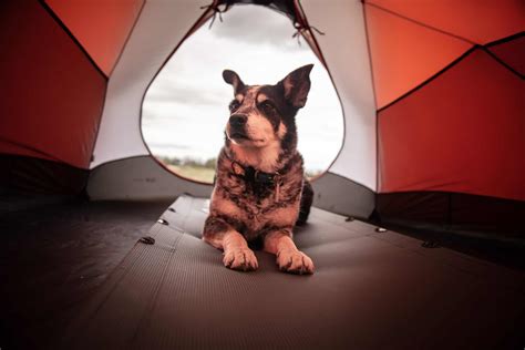 8 Best Tents For Camping With Dogs 2022 Buying Guide Superb Dog