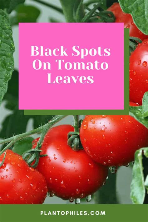 Black Spots On Tomato Leaves Tomato Diseases Explained
