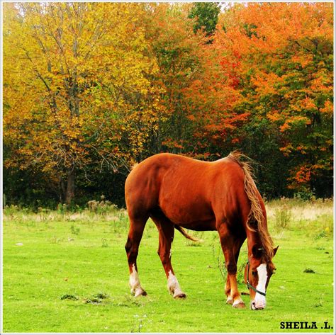 🔥 41 Autumn Horse Pictures Wallpaper Wallpapersafari