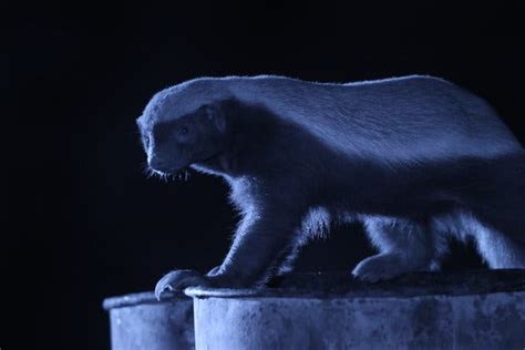 Pbss ‘nature Highlights Honey Badgers The New York Times