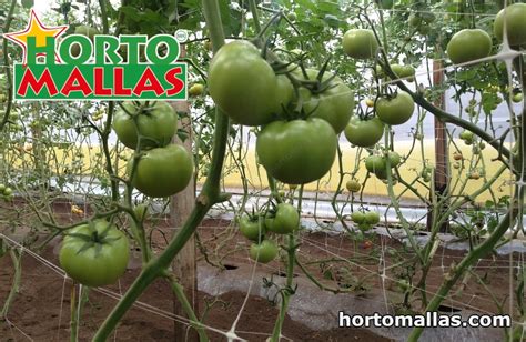 Trellising Crops Of Produce Using Tomato Trellis Netting Hortomallas