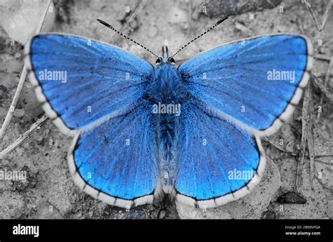 Close Up Top View Of A Male Adonis Blue Butterfly Lysandra Bellargus
