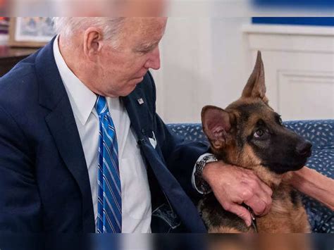 Pooch Troubles For Us President Joe Biden Pet Commander Accused Of