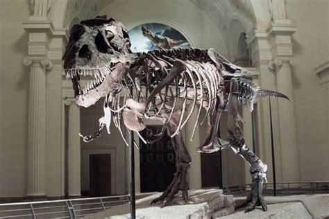 Famous Dinosaurs Fossils And Paleontology Us National Park Service