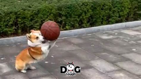 Corgi Dogs Playing Basketball Compilation 2021 Youtube