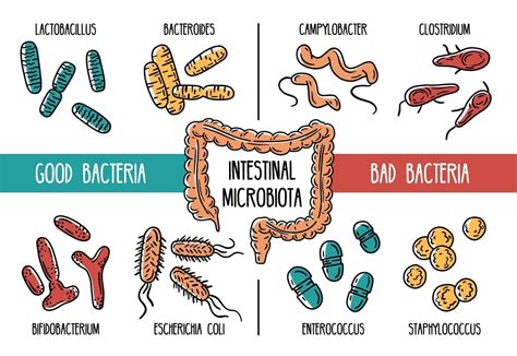Vector Infographics Of The Human Gut Microbiota 3145628 Vector Art At