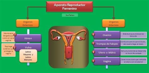 Mapa Conceptual Sobre El Aparato Reproductor Femenino Gracias Brainlylat