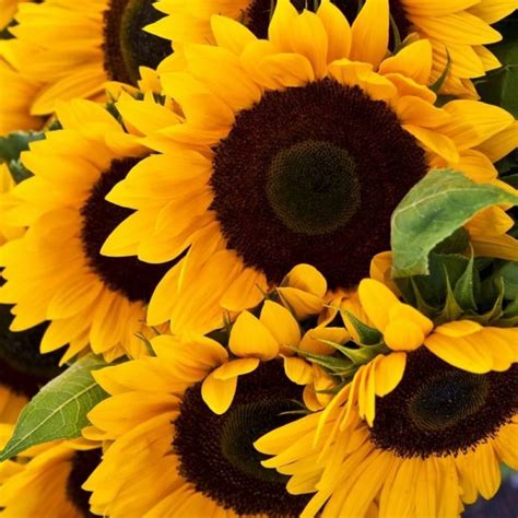 Where do you get flowers here in okinawa? Bulk Sunflower Seeds - "Mammoth Grey-Stripe" (With images ...