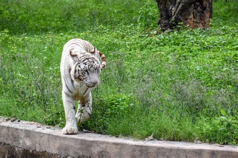 A White Tiger In Delhi Zoo In New Delhi India Stock Image Image Of