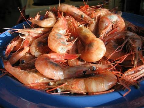 Maine Shrimp Collapse Linked To Climate Change The National Wildlife