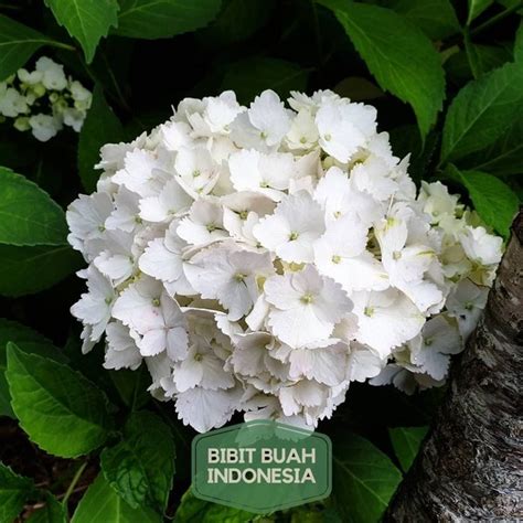 Jual Tanaman Hias Hydrangea Hortensia Panca Warna Putih Bunga Besar Di