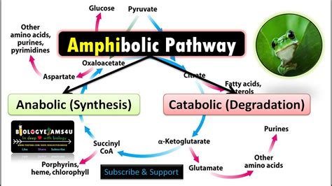 Amphibolic Pathway With Examples Why Citric Acid Cycle Or Krebs Cycle