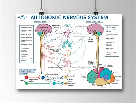 Autonomic Nervous System Poster Classicstips