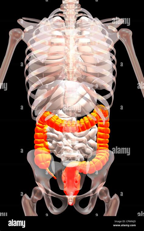 Anatomical Illustration Showing The Appendix Cecum And Colon Stock