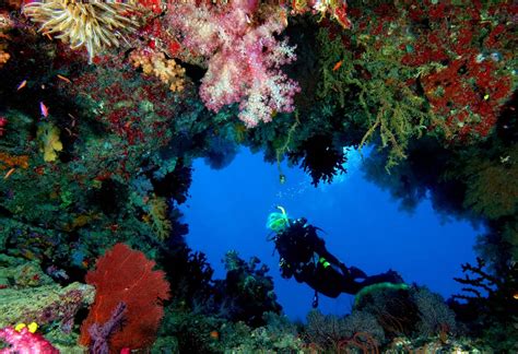 Tropical Scuba Dive Alphonse Island Seychelles