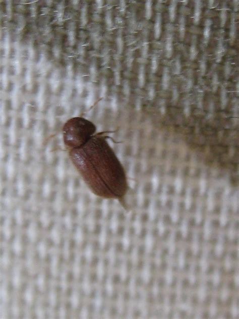 Small Brown Insects In Bedroom Online Information