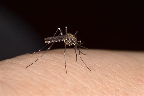 Health Ministry Announces Third Death In West Nile Fever Outbreak The