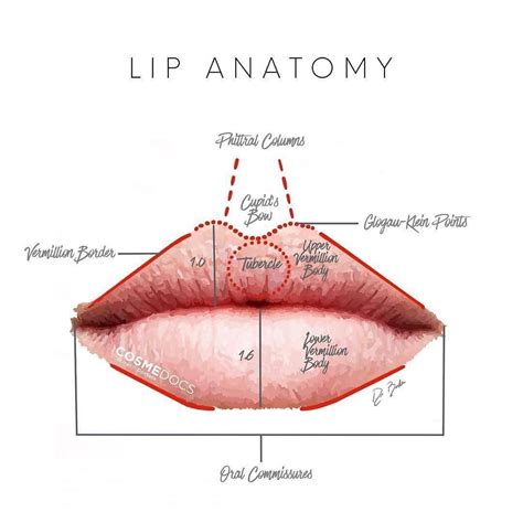 Do You Know Your Lip Anatomy If Not Study Up 👄👄 Facial Fillers