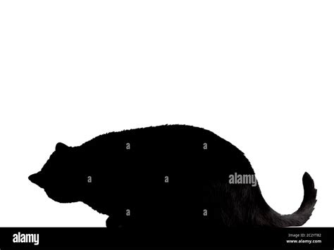 Black Cat Silhouette Stock Photo Alamy