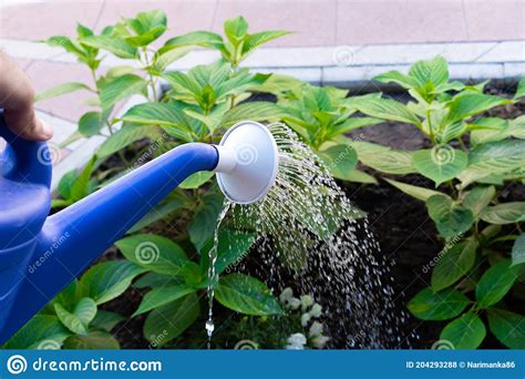 Watering Plants With Water From A Watering Can Stock Photo Image Of