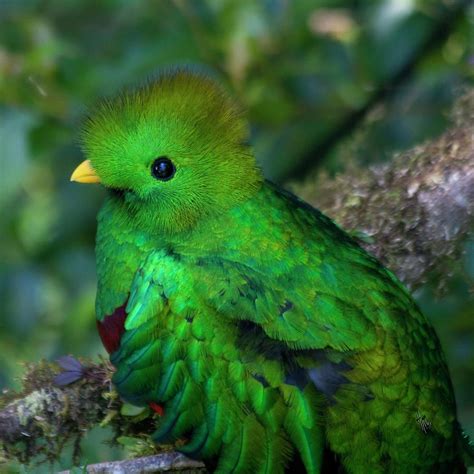 Quetzal Baby Animals Cute Animals Mesoamerican Old Images Pretty