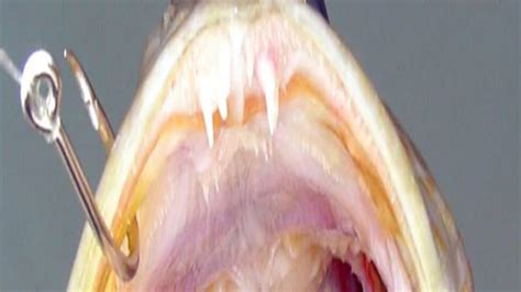 Dangerous Fish With 555 Teeth In Its Mouth Even Sharper Than A Blade Ru