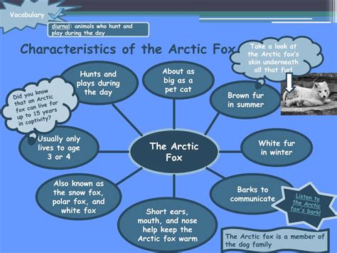 Ppt The Arctic Fox Powerpoint Presentation Free Download Id2424752
