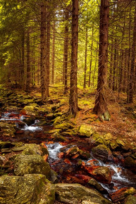Creek In Forest In Fall Free Stock Photo Public Domain Pictures