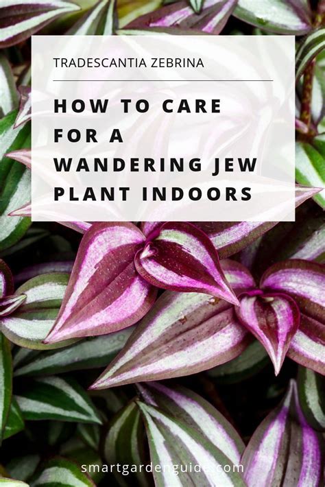 You don't have to grow wandering jew plants indoors. Pin on Houseplants