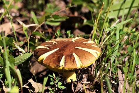 Brown Bolete Mushroom In Grass Free Stock Photo Public Domain Pictures