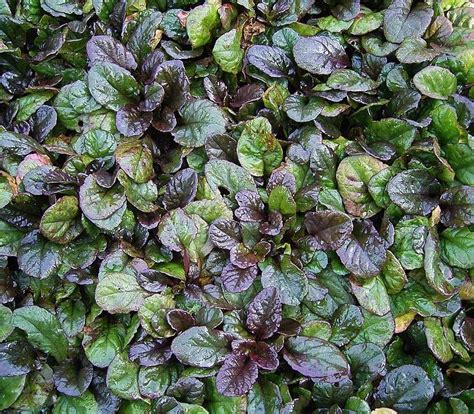Ajuga Bugleweed This Is A Shade Loving Ground Cover With