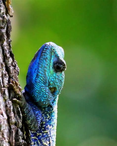 Blue Head Lizard 4 Free Photo Download Freeimages