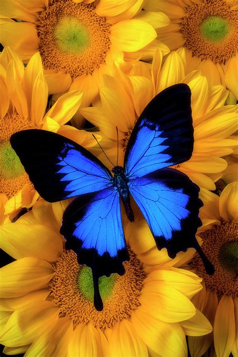 Stunning Blue Butterfly On Sunflowers Photograph By Garry Gay Fine