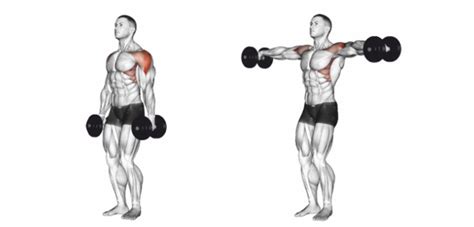 Dumbbell Lateral Raises Strength Buzz