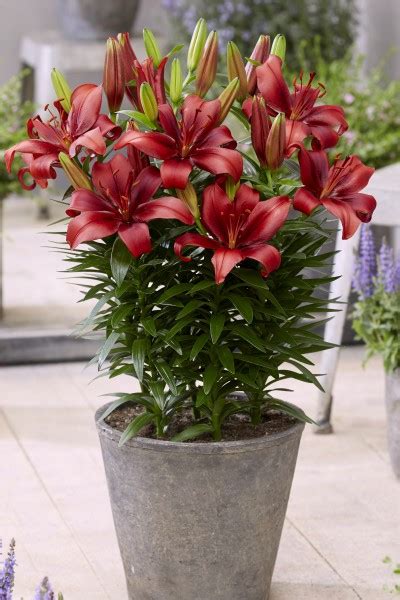 Asiatic Pot Lily Bulbs Lets Grow Me
